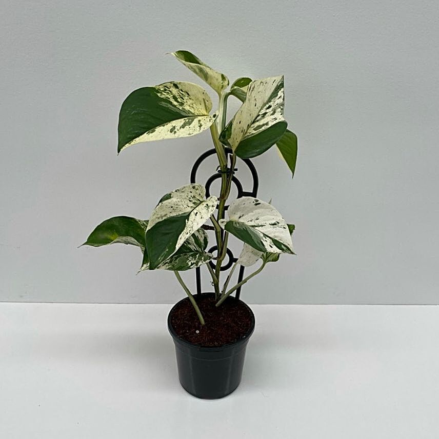 Marble Queen Plant