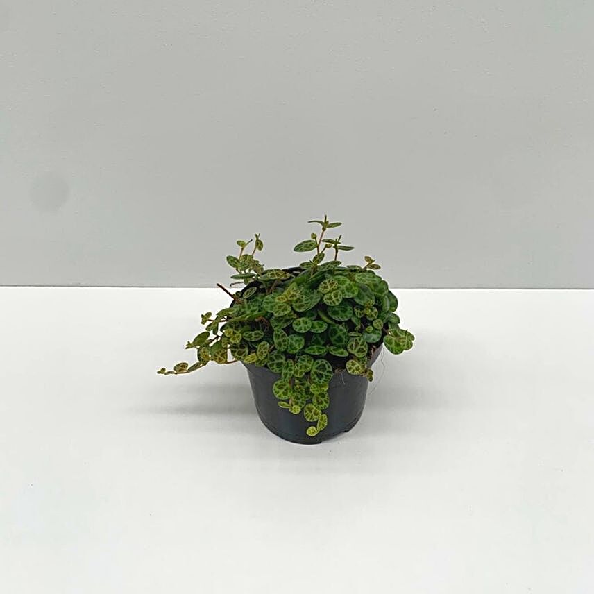 Peperomia Prostrata Plant