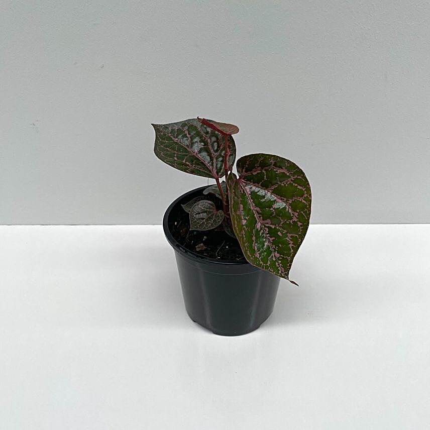 Piper Crocatum Plant