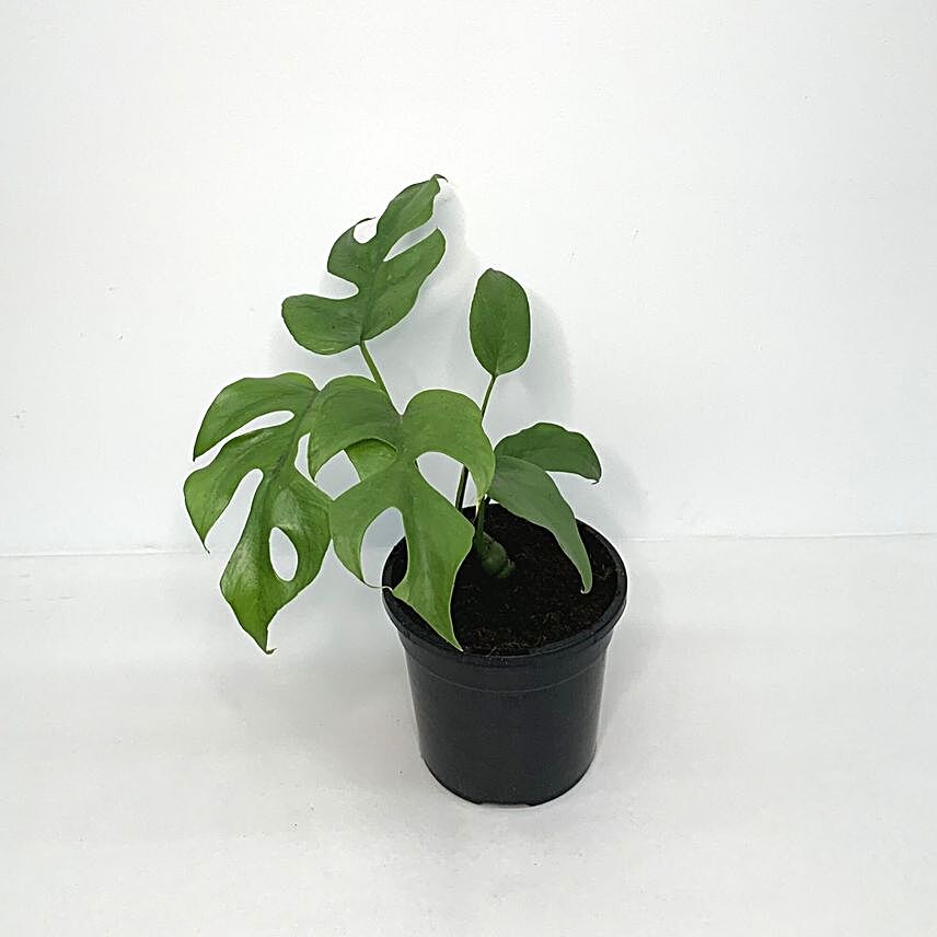Rhaphidophora Tetrasperma Plant