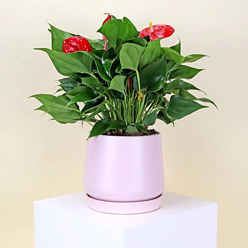 Anthurium In Ceramic Pot