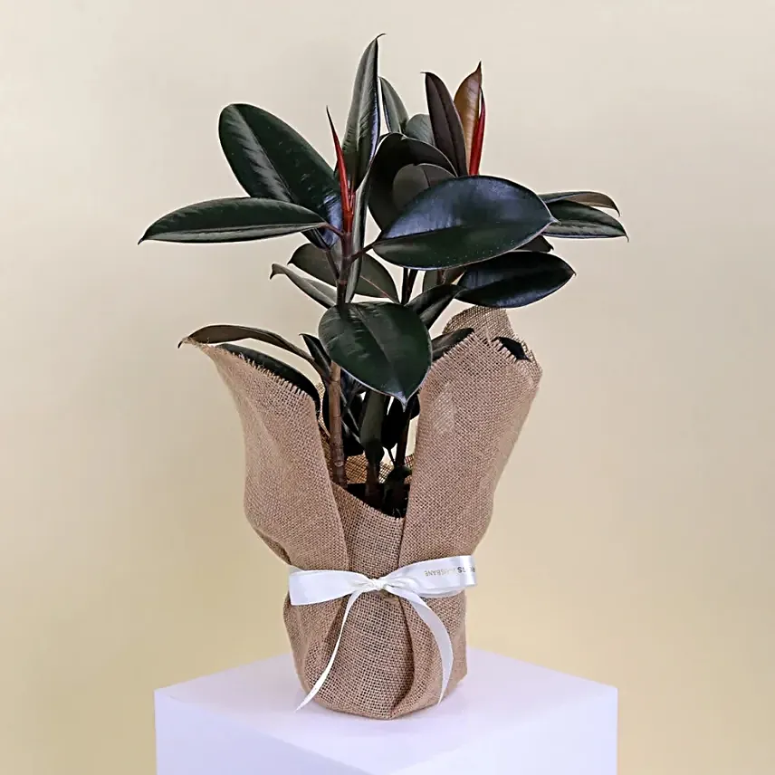 Burgundy Ficus