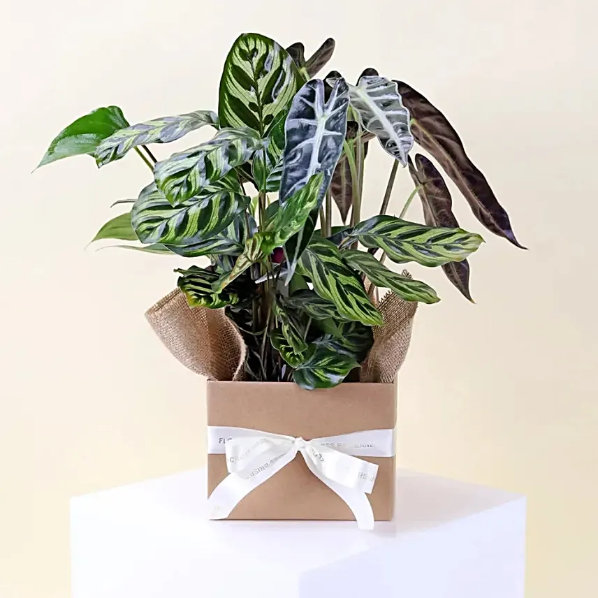 Mixed Indoor Plants