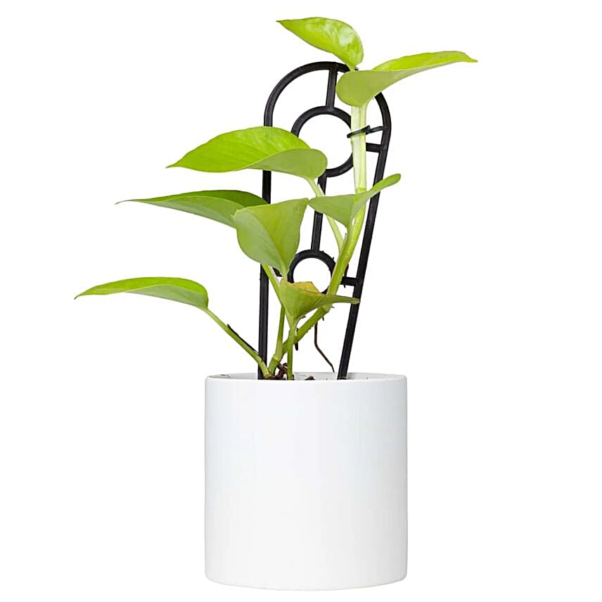 Neon Pothos Ladder in pot