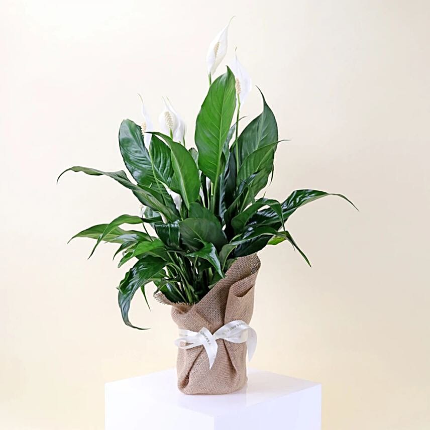 Peace Lily Plant