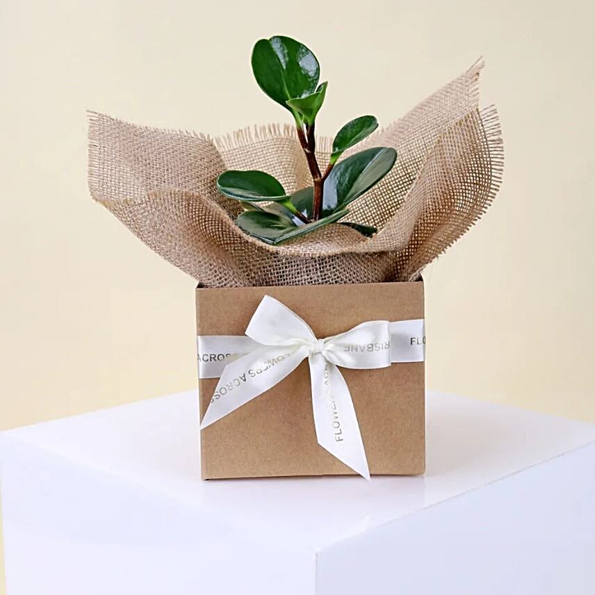 Peperomia Plant