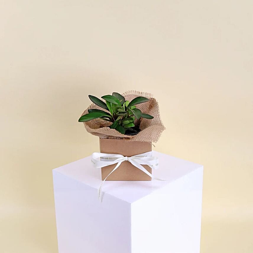 Peperomia Red Edge