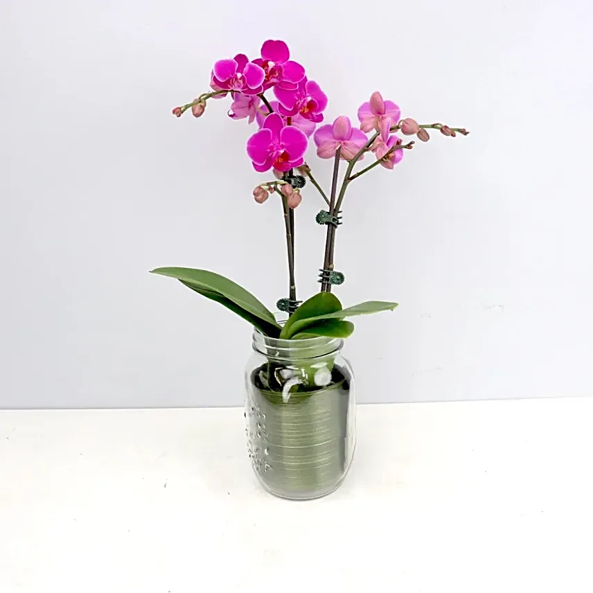 Phalaenopsis Orchid in a Mason Jar