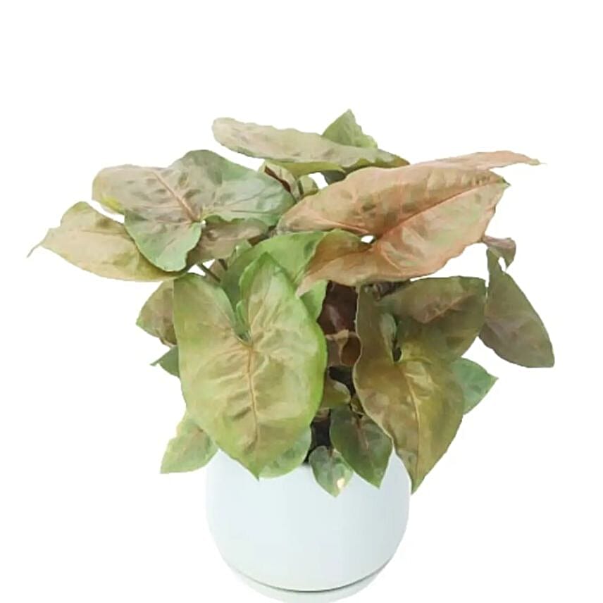 Syngonium In Sea Foam Pot