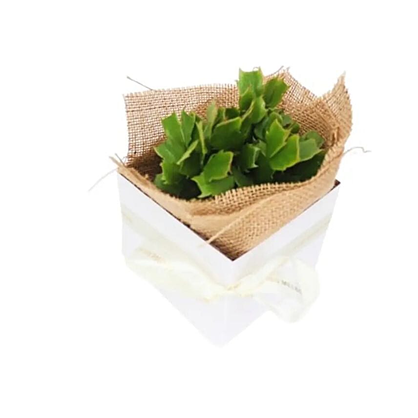 Zygocactus Boxed