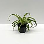 Curly Leaf Spider Plant