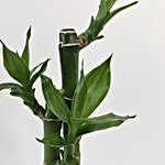 Dracaena Sanderiana Plant