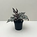 Rex Begonias Plant
