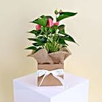 Anthurium Plant In Kraft Box