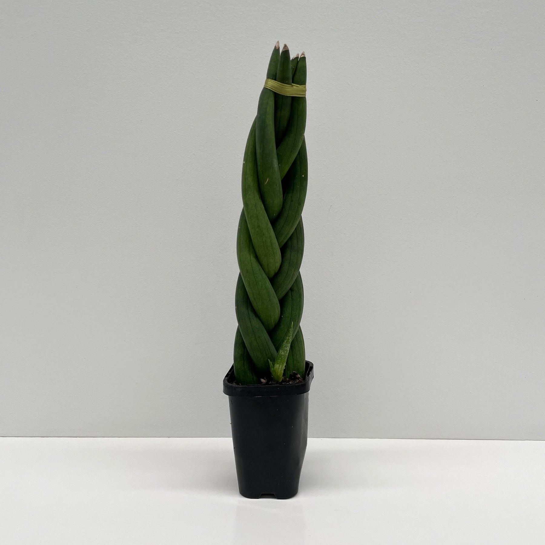 lucky bamboo aquarium plant Lucky Bamboo Plant (Dracaena Sanderiana) main image 1