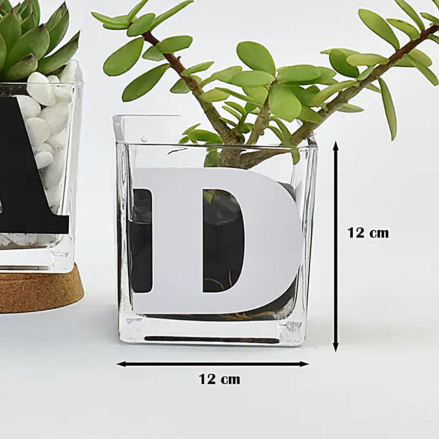Trio of Plants for DAD