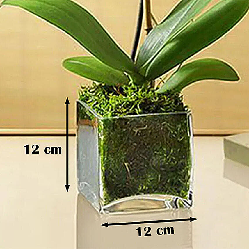 White Orchid Plant In Glass Vase