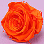 Orange Flame Forever Rose in Orange Box