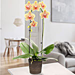 Yellow Orchid In A Sea Grass Basket