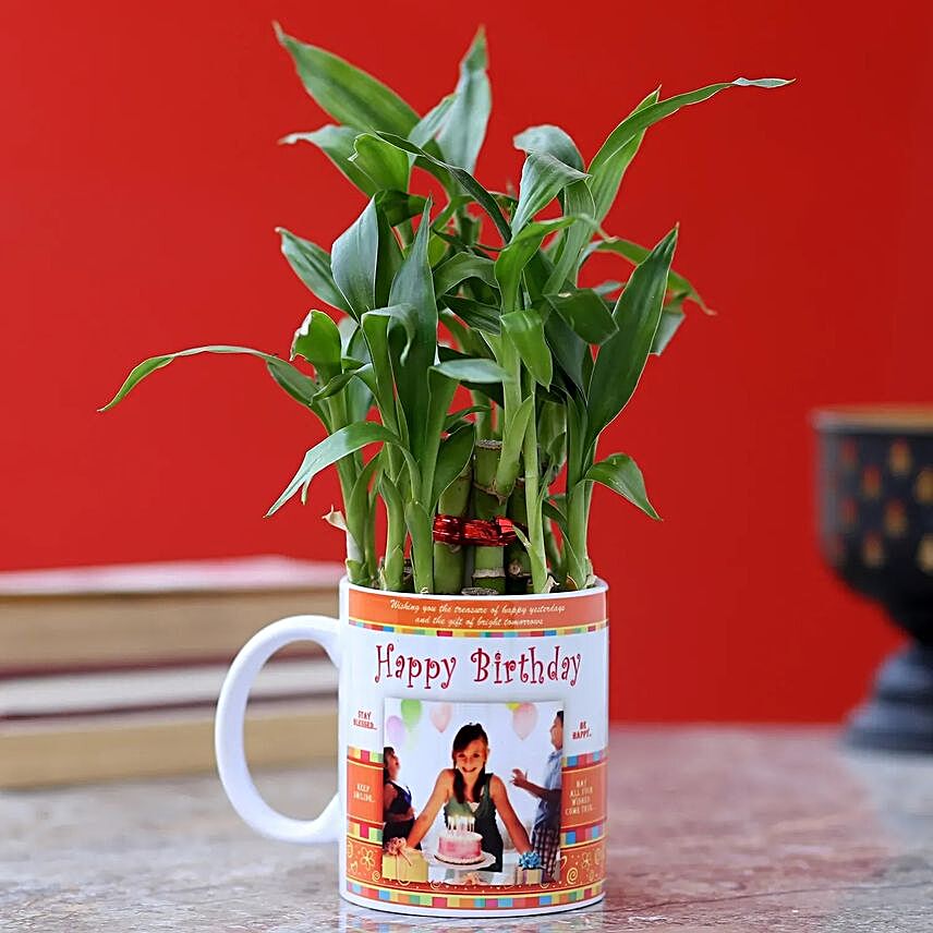 Personalised Birthday Wishes Bamboo Plant:Plants  in Canada