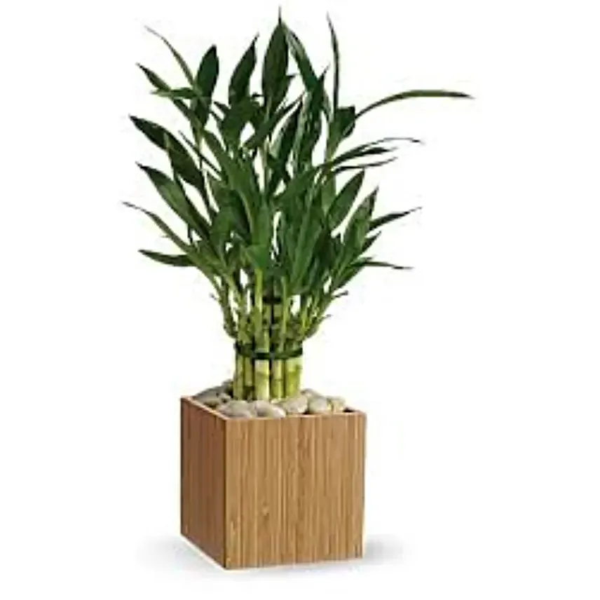 Lucky Bamboo Plant Pot:Plant Delivery in Canada