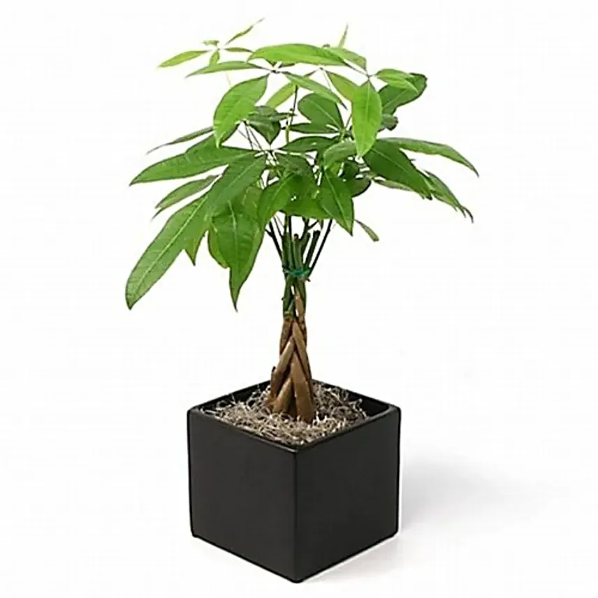 Money Plant Pot:Plant Delivery in Canada
