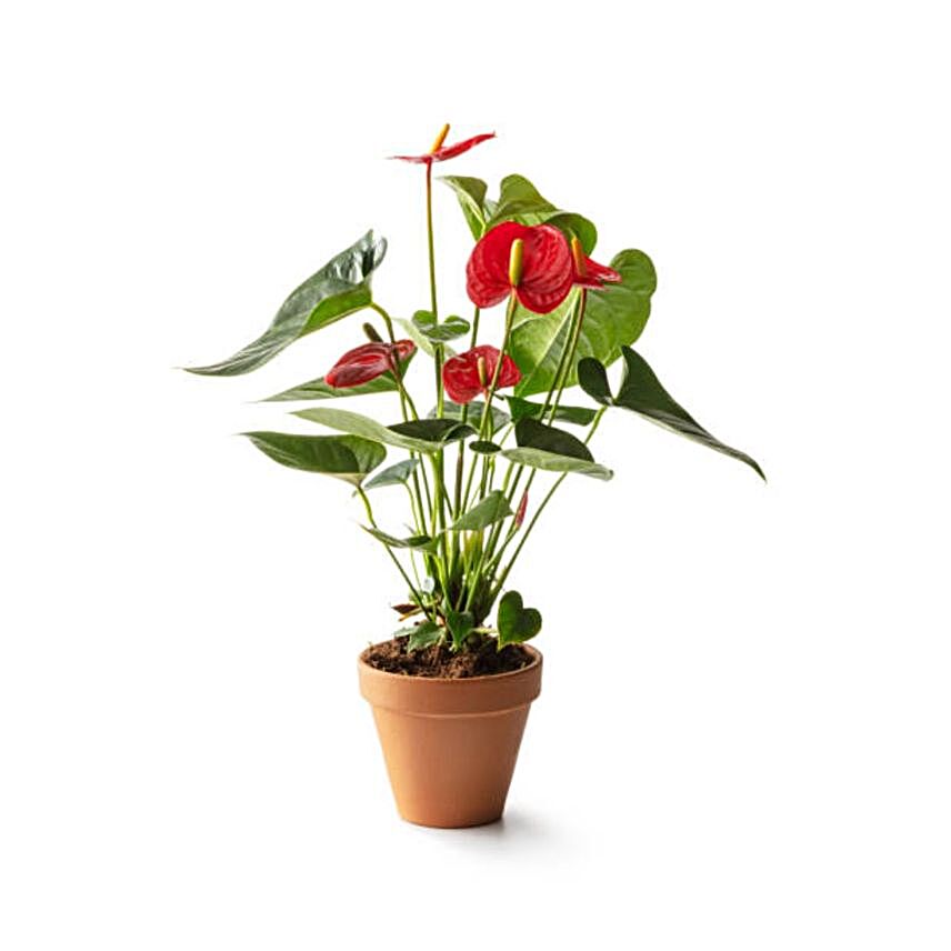 Red Anthurium Plant Pot:Plants  in Canada