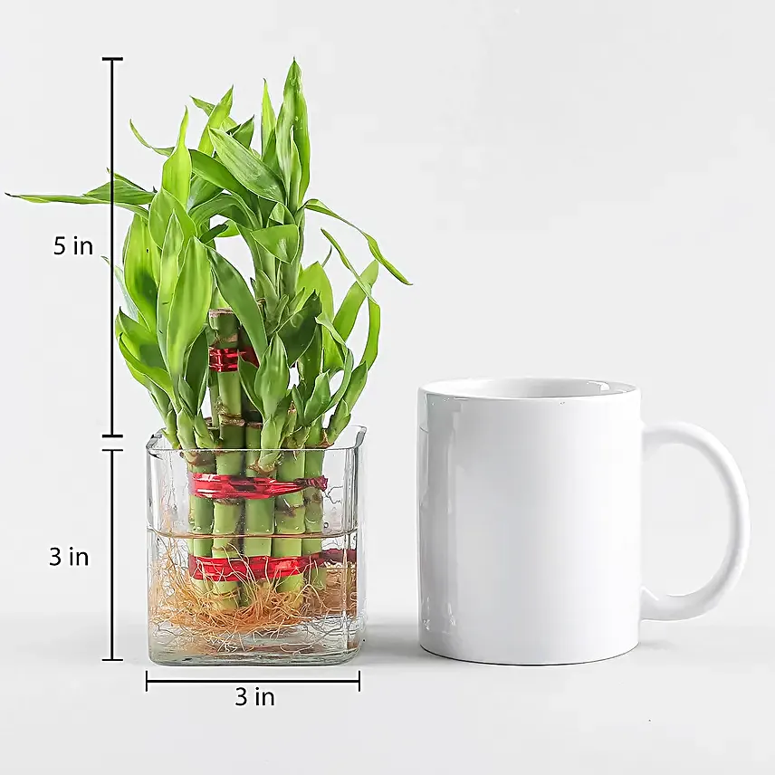 Good Luck Two Layer Bamboo Plant