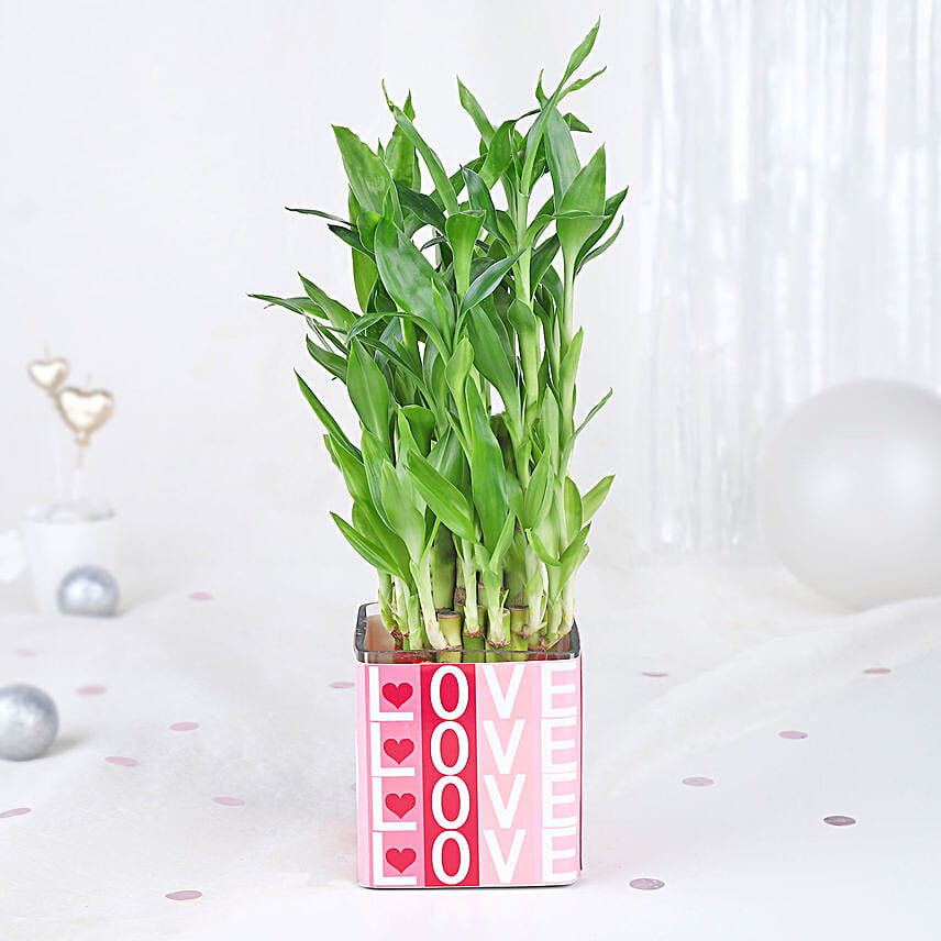 Bamboo Plant Whispers of Love