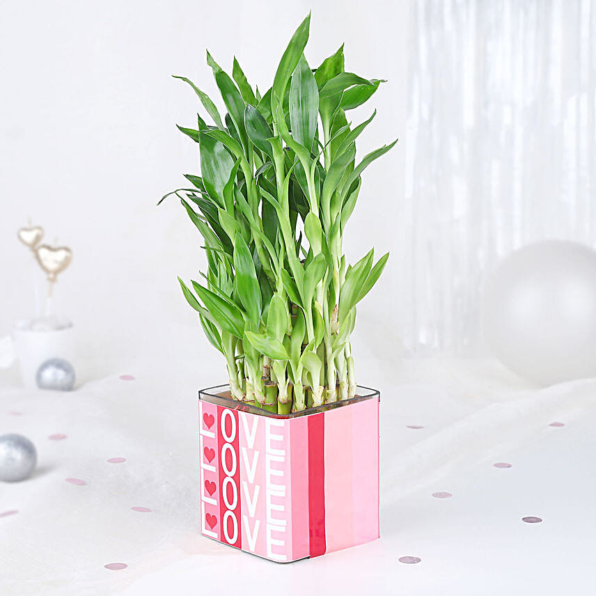 Bamboo Plant Whispers of Love