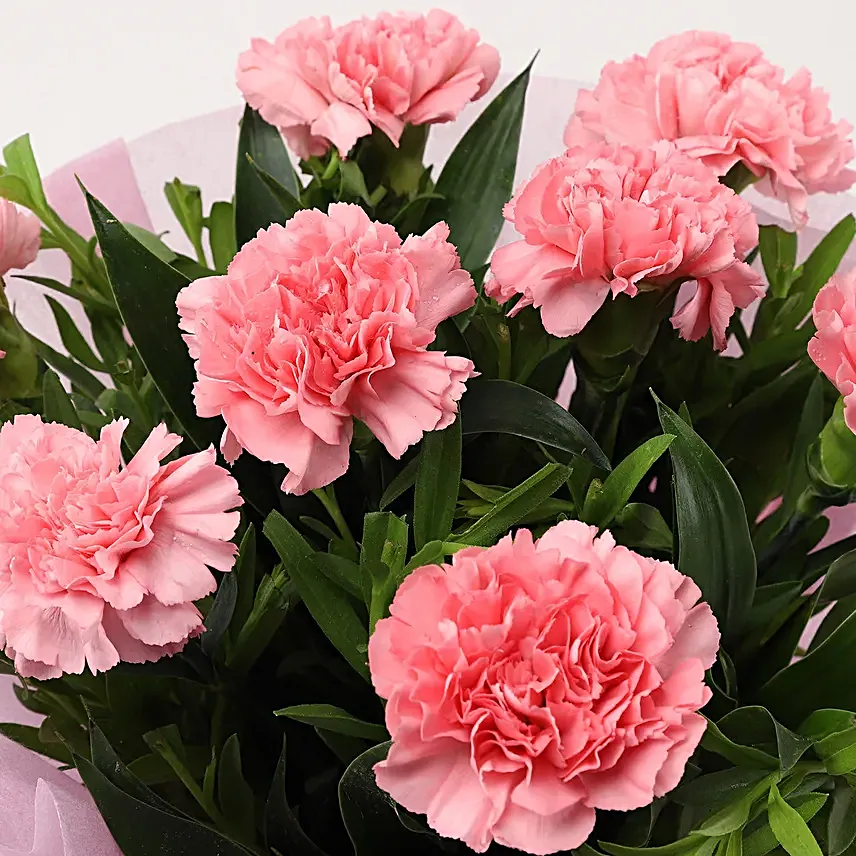 Beautiful 8 Pink Carnations Bouquet