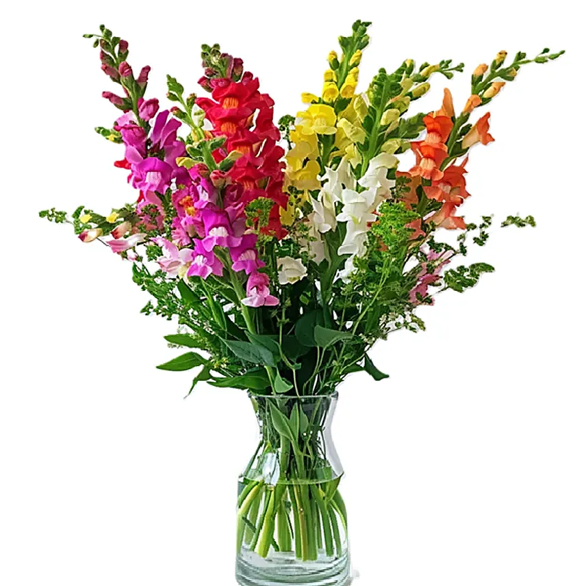 Colourful Mixed Snapdragons Vase