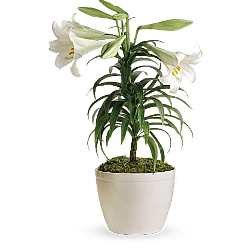 Easter Lily Plant Pot
