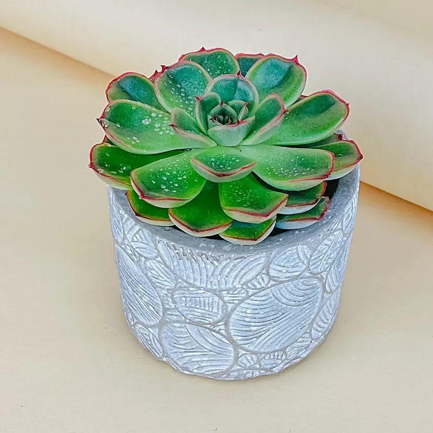 Evil Eye Bracelet Rakhi N Succulent Plant Pot