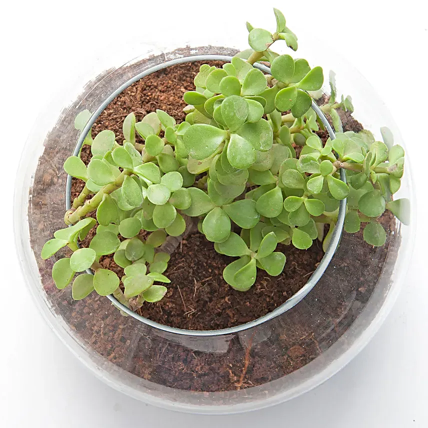 Fantastic Jade Terrarium
