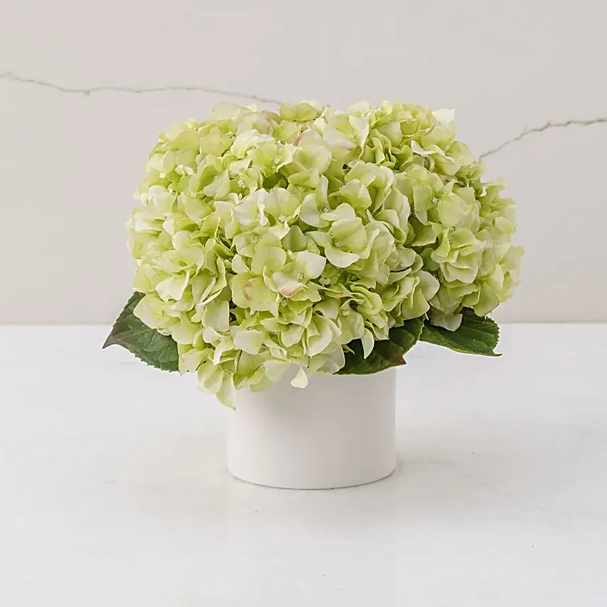 Hydrangeas Vase