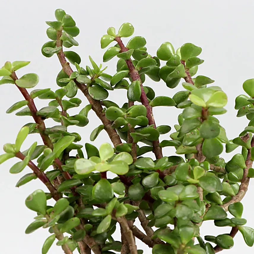 Jade Plant In Thank You Mom Square Glass Vase