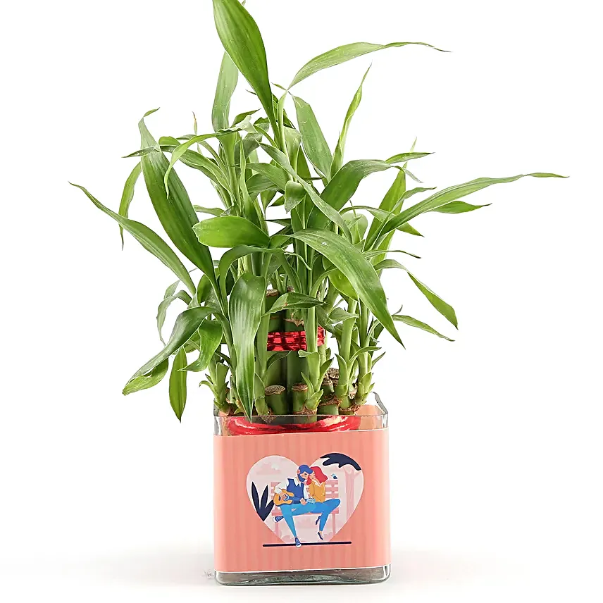 Love Special 2 Layer Bamboo Plant