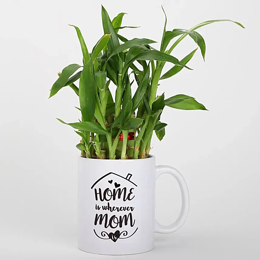 Online Bambo Plant For Mom