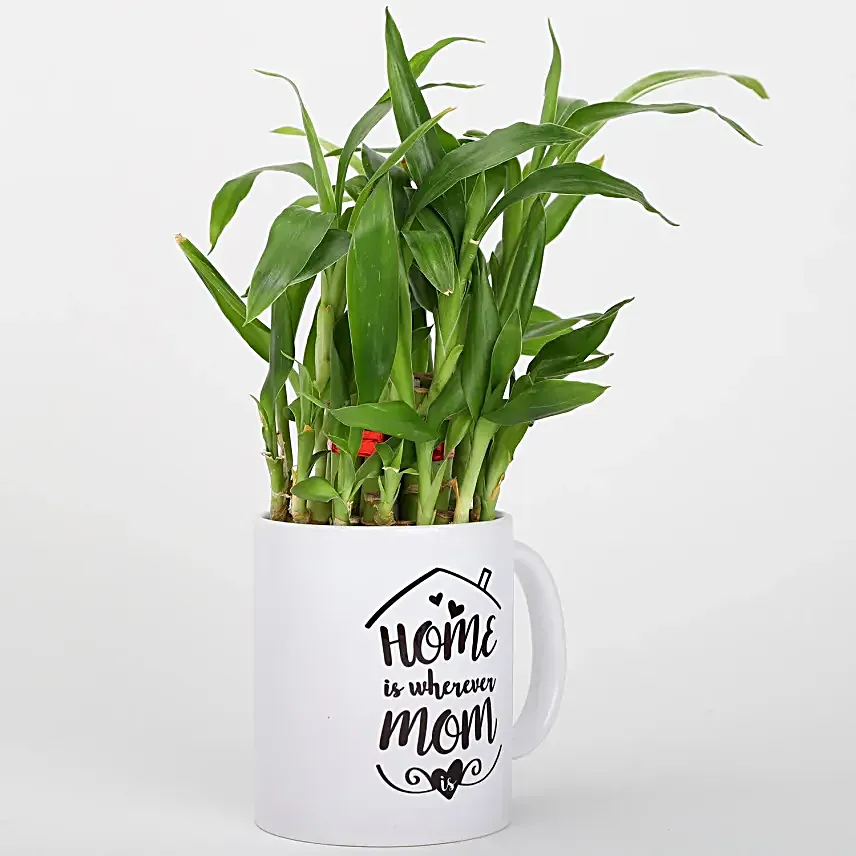 Online Bambo Plant For Mom