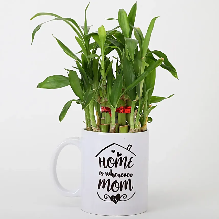Online Bambo Plant For Mom