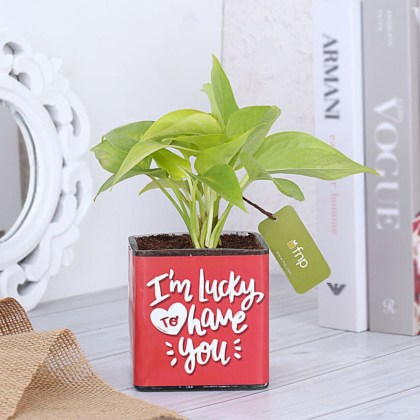 Money Plant In Lucky To Have You Glass Pot Hand Delivery