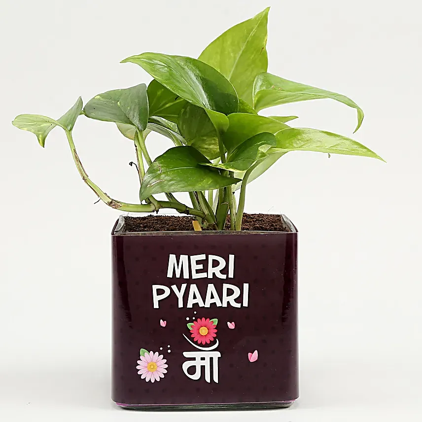 Money Plant In Pyari Ma Square Glass Vase