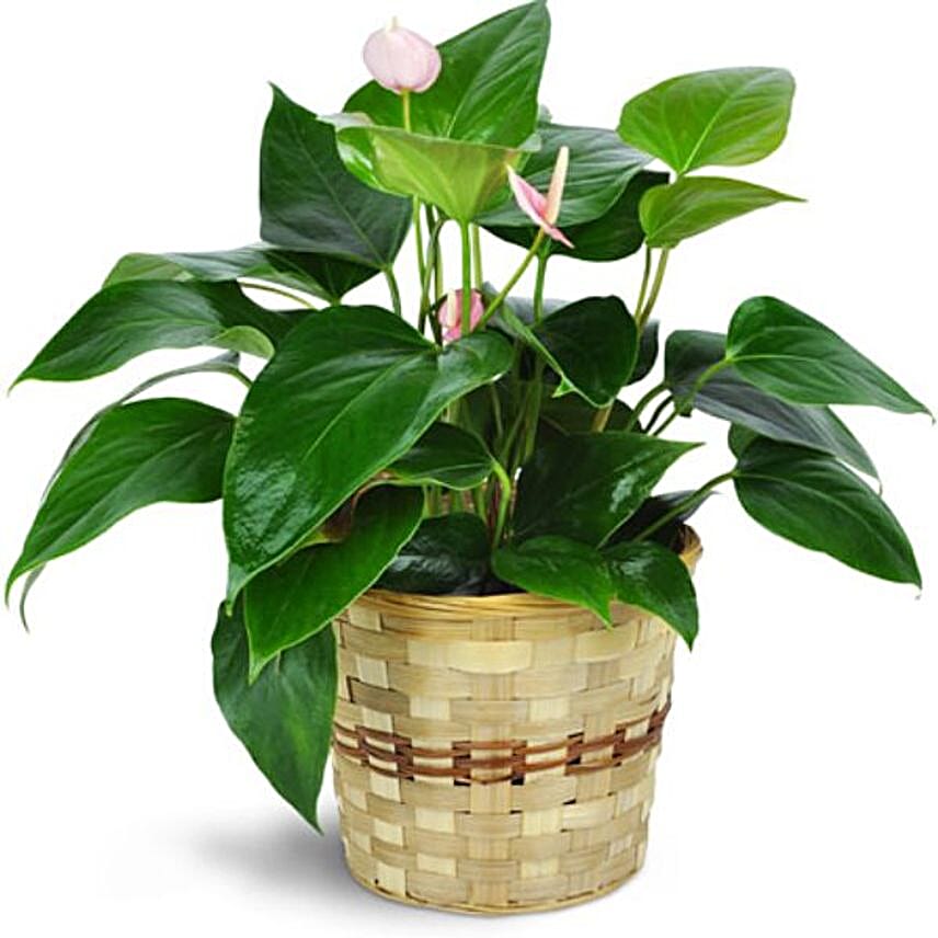 Pink Anthurium Plant In A Basket