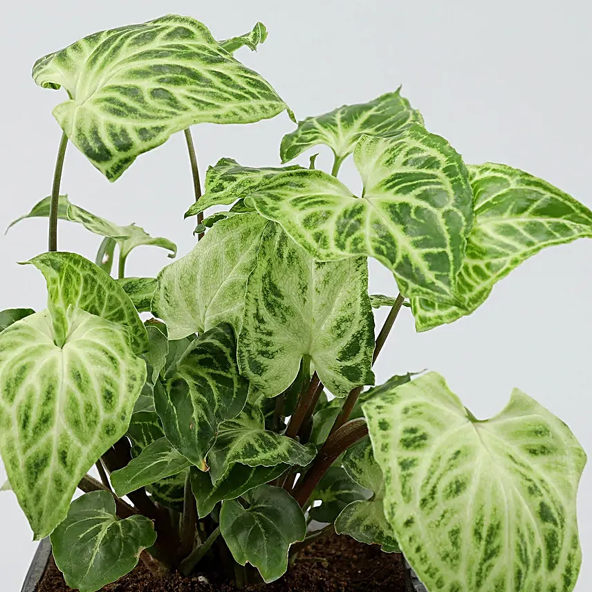 Potted Syngonium Plant In Moon of Life Vase