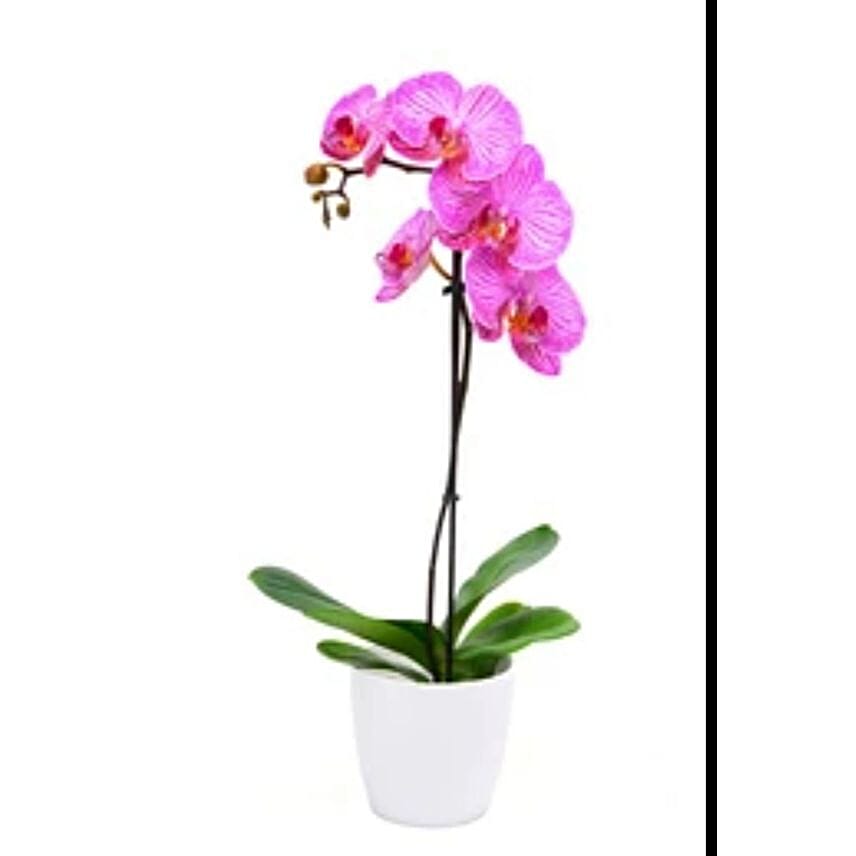 Refreshing Purple Orchid Plant Pot
