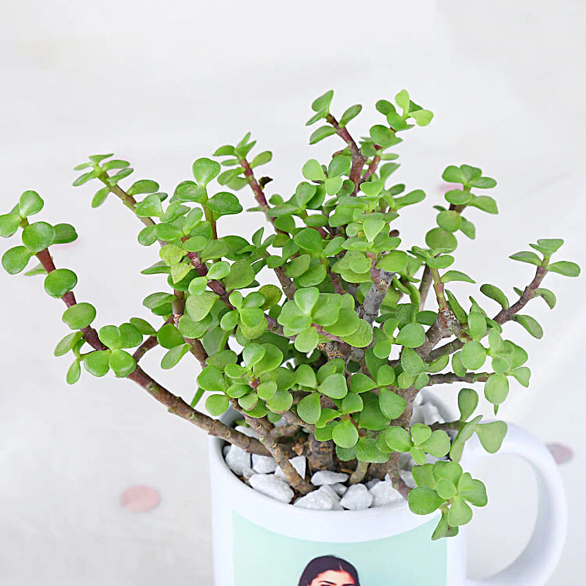 Resilient Jade Affair