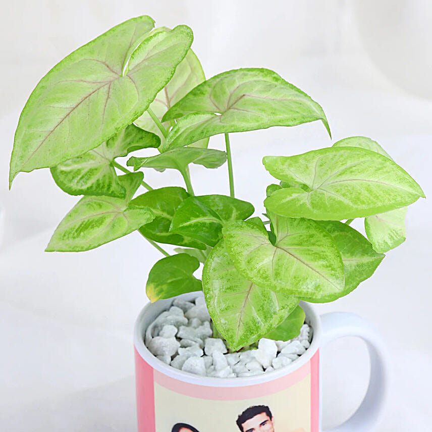 Syngonium Harmony Mug