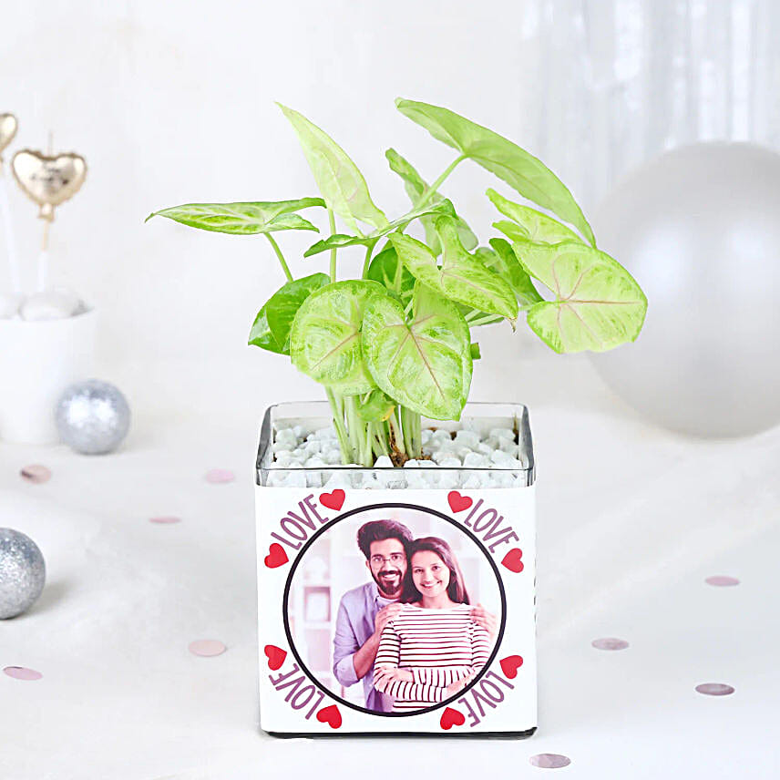 Syngonium Love Notes
