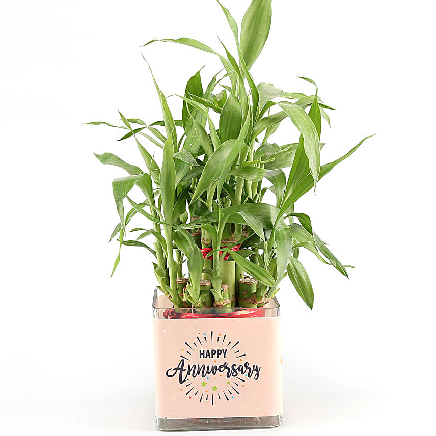 Two Layer Bamboo Plant Anniversary Greetings